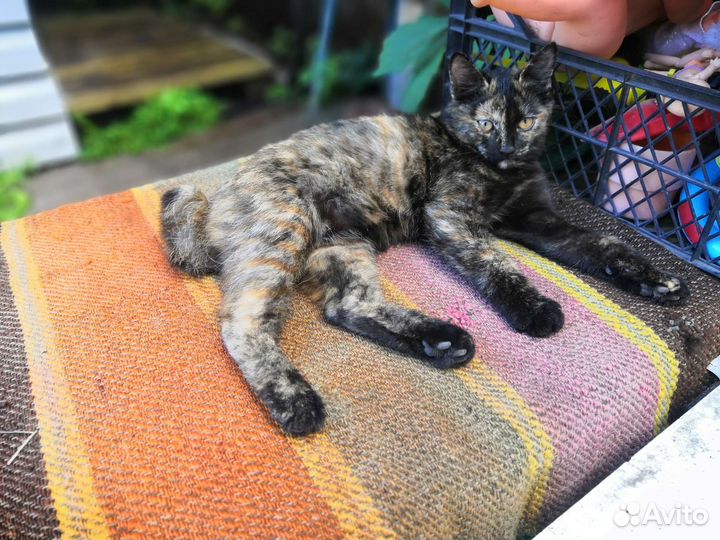 Кошка и котик в дар