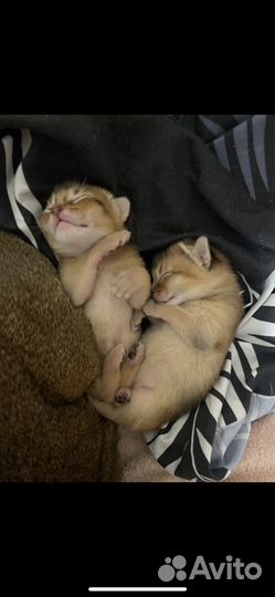 Абиссинские котята
