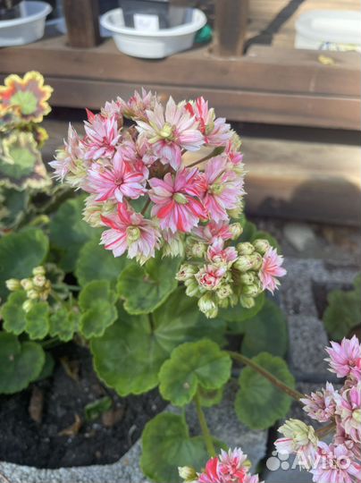 Пеларгонии сортовые