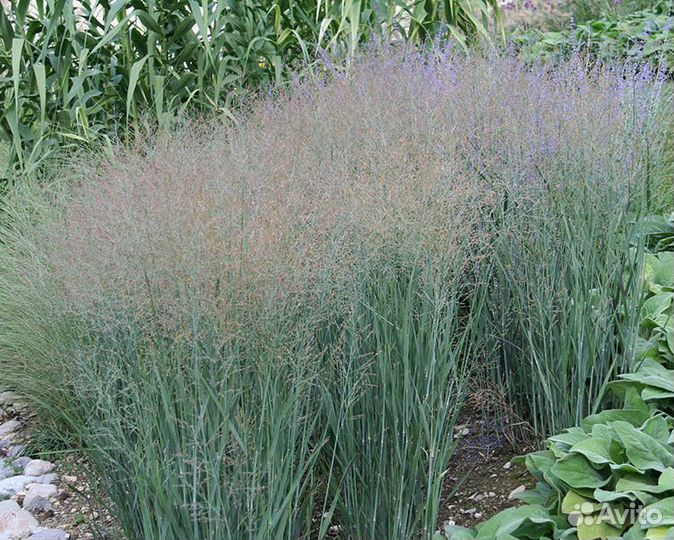 Сухоцветы пшеница, просо, венок- основа