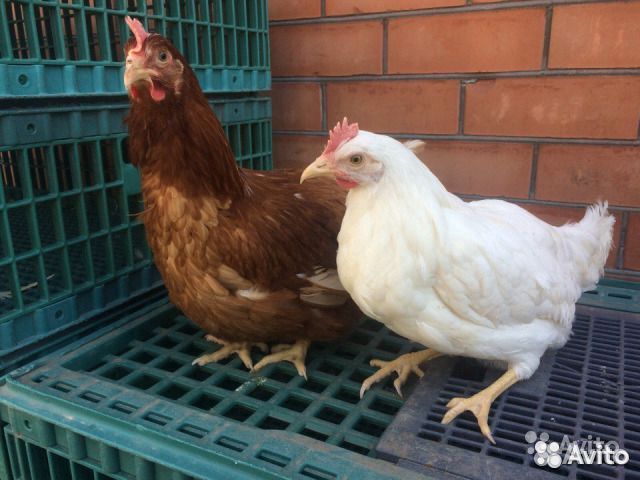 Молодые курочки несушки