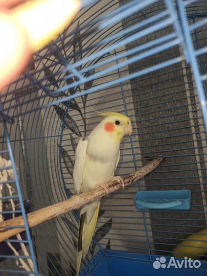 Ручной говорящий попугай