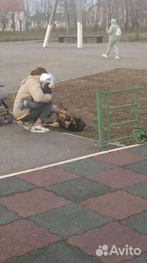 В добрые руки