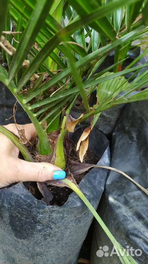 Финиковая пальма