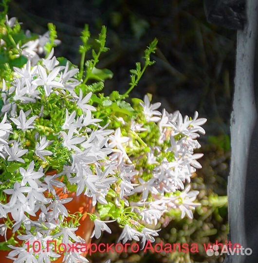 Кампанула. Знаменитые «жених и невеста»