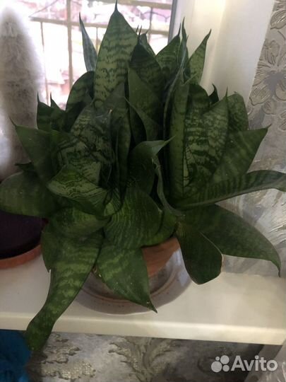 Сансевьера розеточная