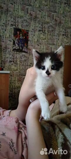 Котенок в добрые руки