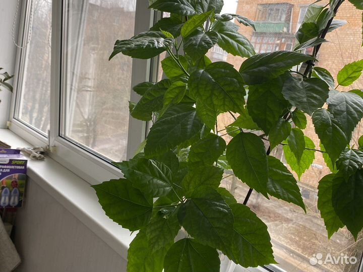 Гибискус красный махровый, алоэ