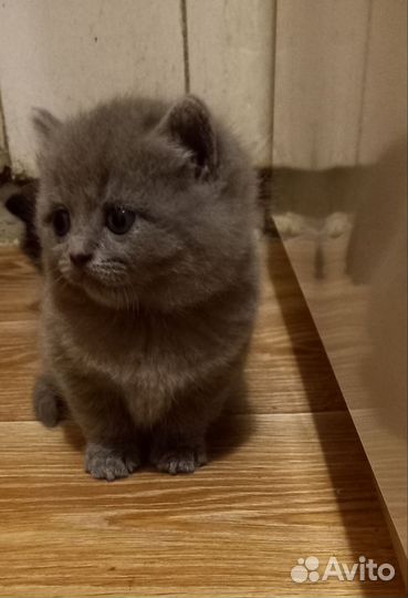 Британская