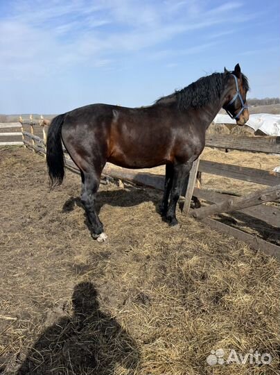 Жеребец орловский рысак