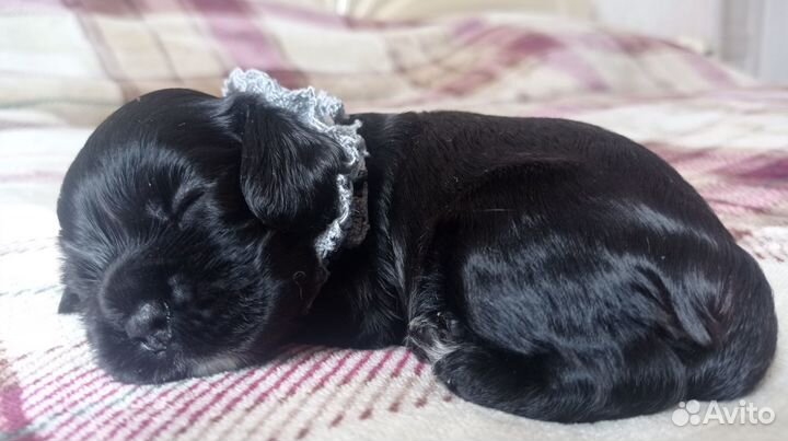 Щенки американского коккер- спаниеля