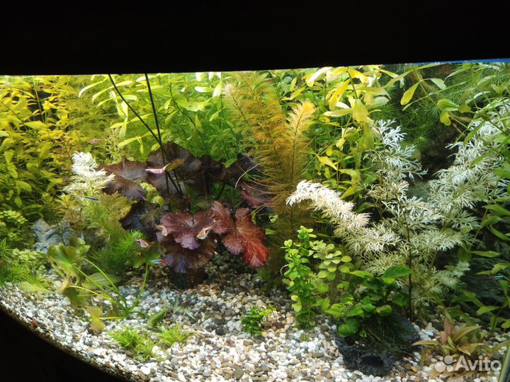 Аквариумные растения, прополка