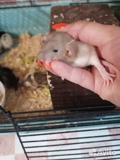 Крыса Дамбо