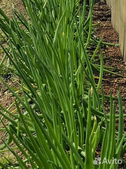 Лук слизун, лук на зелень (не батун )
