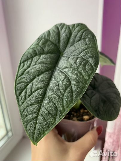 Клубень алоказии мело