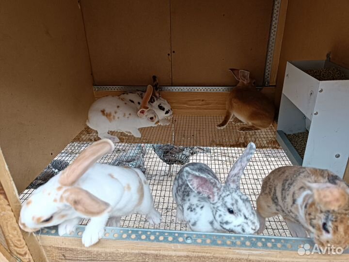 Кролики Рекс