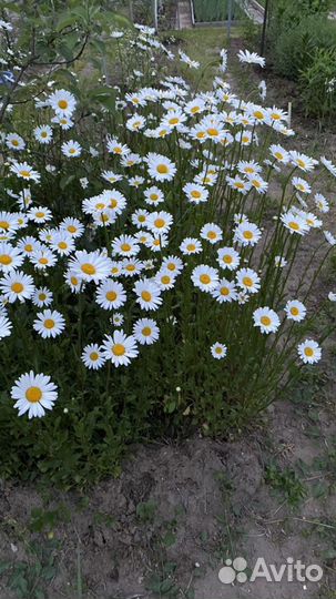 Ромашка садовая, Маргаритки Флоксы