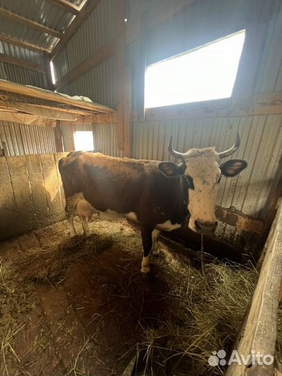 Айрширская корова