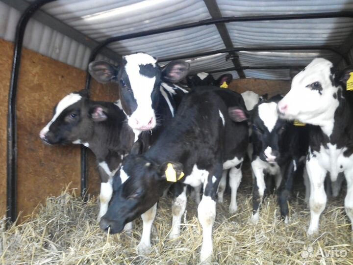 Бычки телята с доставкой