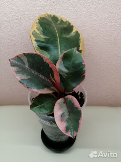 Сортовые фикусы эластика, бенгальский