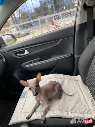 Ксолоитцкуинтли