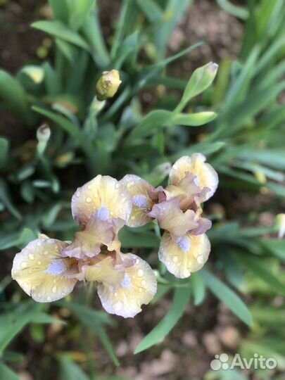 Ирисы карликовые