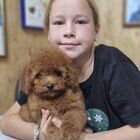 Той-пудель, щенок