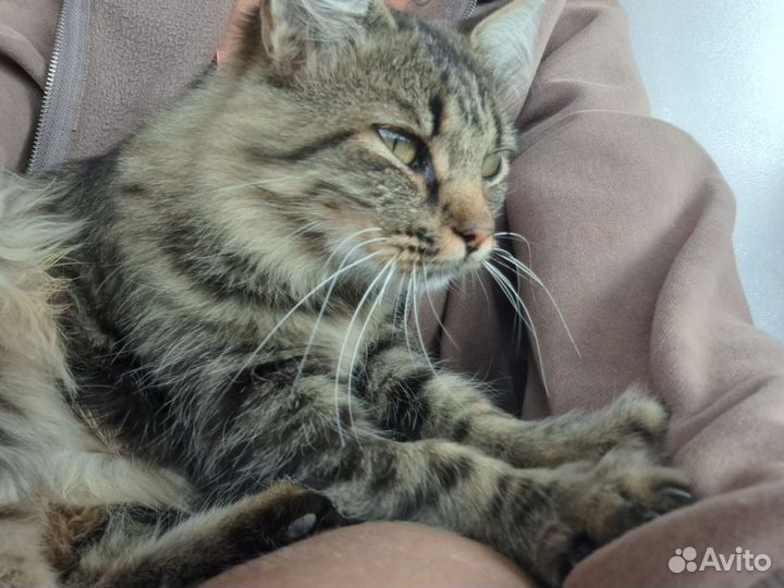 Кошка в добрые руки