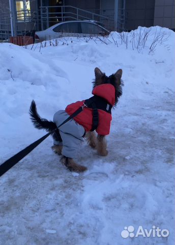 Комбинезон для мелких собак щенка