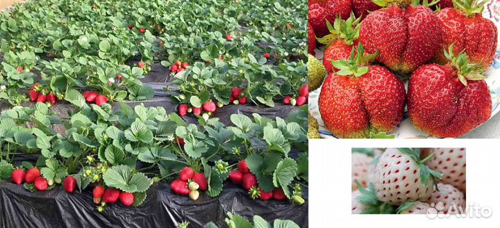 Рассада земляники(клубники) высокоурожайных сортов