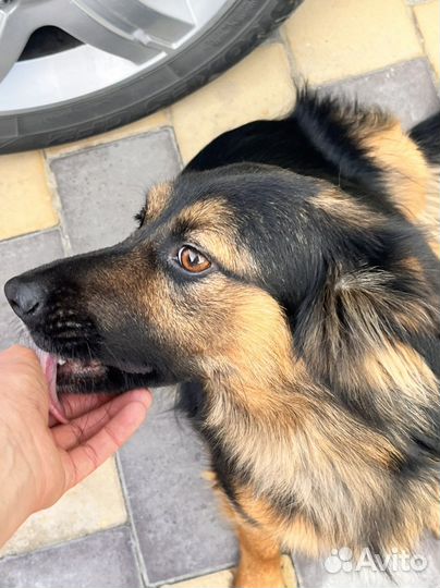 Собака в добрые руки