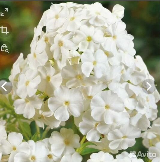 Флоксы. 9 сортов