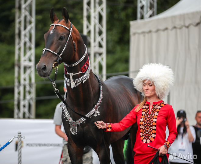 Продажа ахалтекинских лошадей