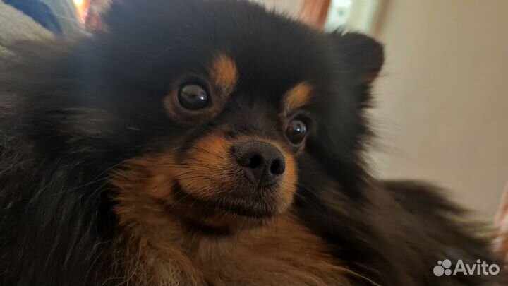 Померанский шпиц