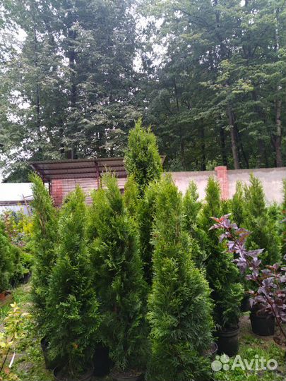 Туя смарагд