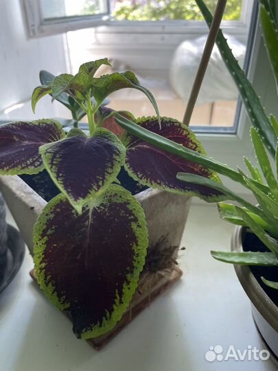 Комнатные растения цветы