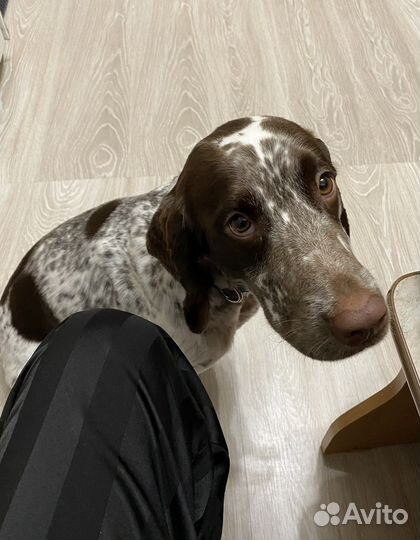 Русский охотничий спаниель