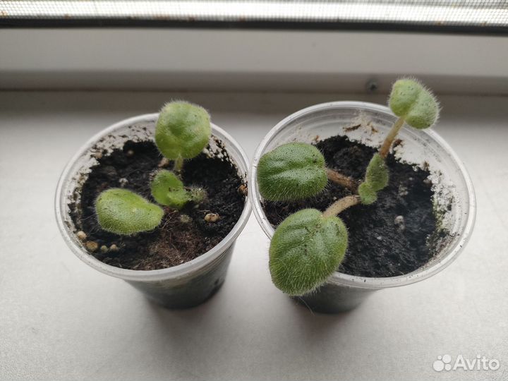 Фиалка бесплатно