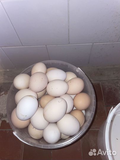 Куры несушки