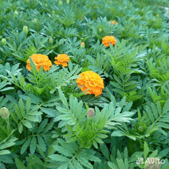 Бархатцы, лобелия, алисимус и многое другое