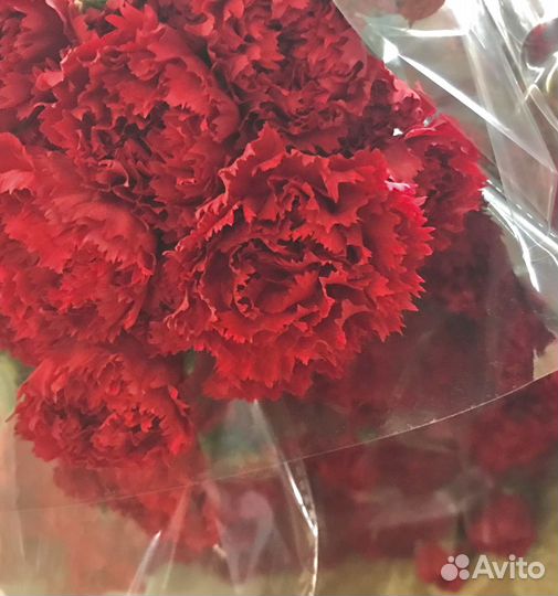 Гвоздики цветы