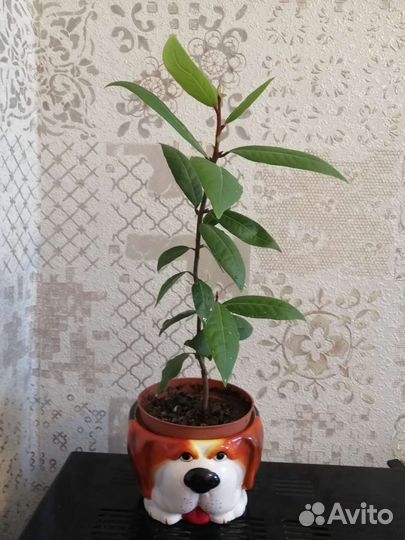 Денежное дерево (Толстянка), Лавровое дерево