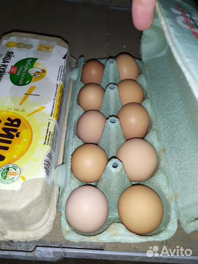 Домашние куриные яйца