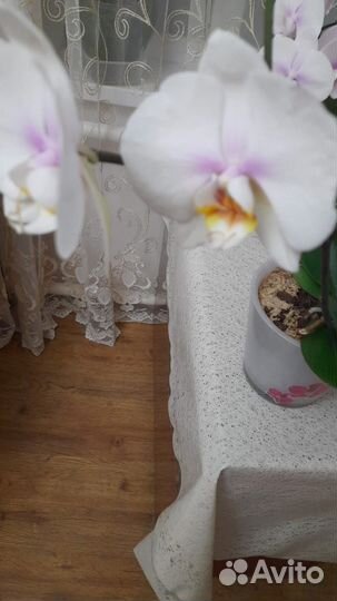 Орхидея фаленопсис