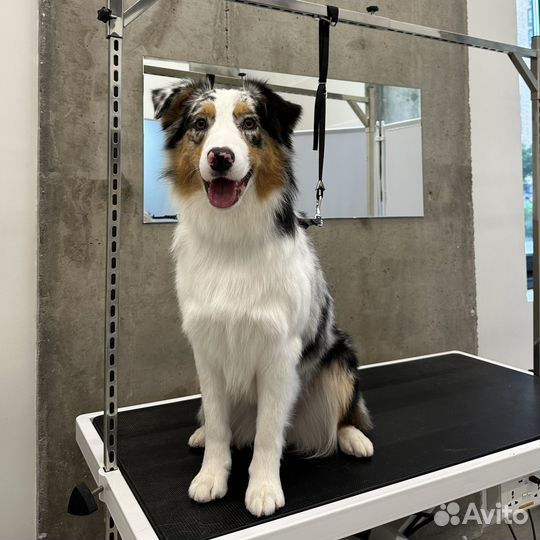 Груминг, вычесывание, гигиенический уход для собак