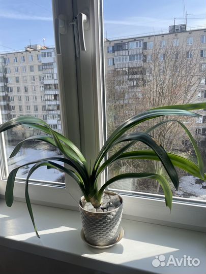 Кливия