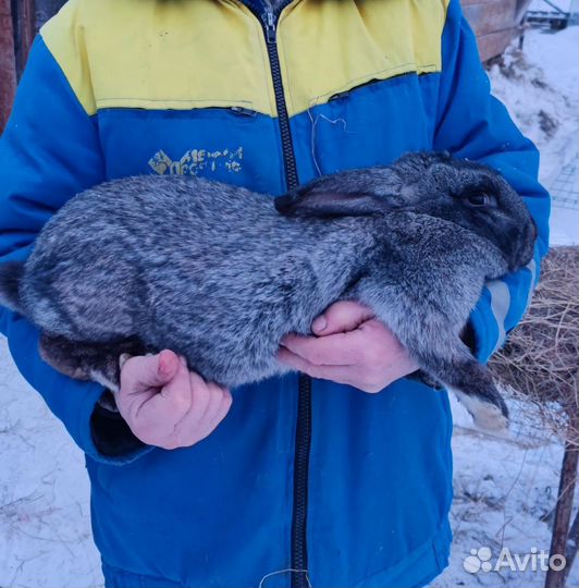 Кролики полтавское серебро