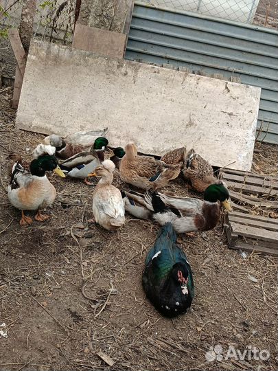 Утки хохлатые