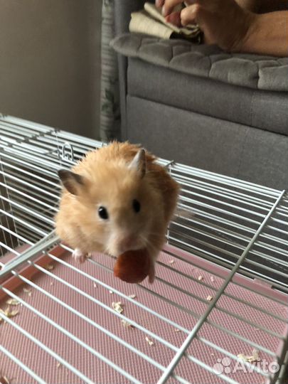 Хомяк с клеткой