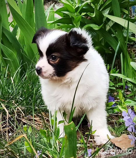 Щенки папийона